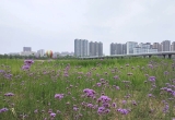 熟读两句英语