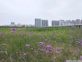 熟读两句英语